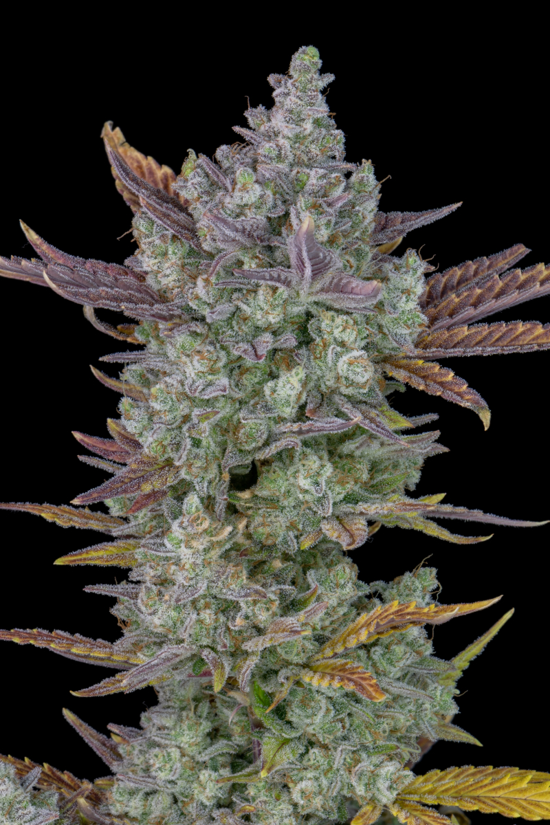 Photo of Gorilla Cookies Auto