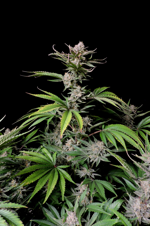 Cherry Cola Auto