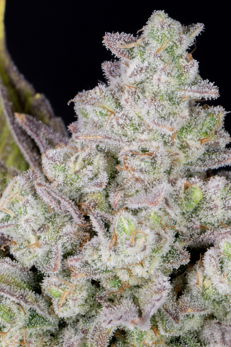 Photo of Gorilla Cookies Auto