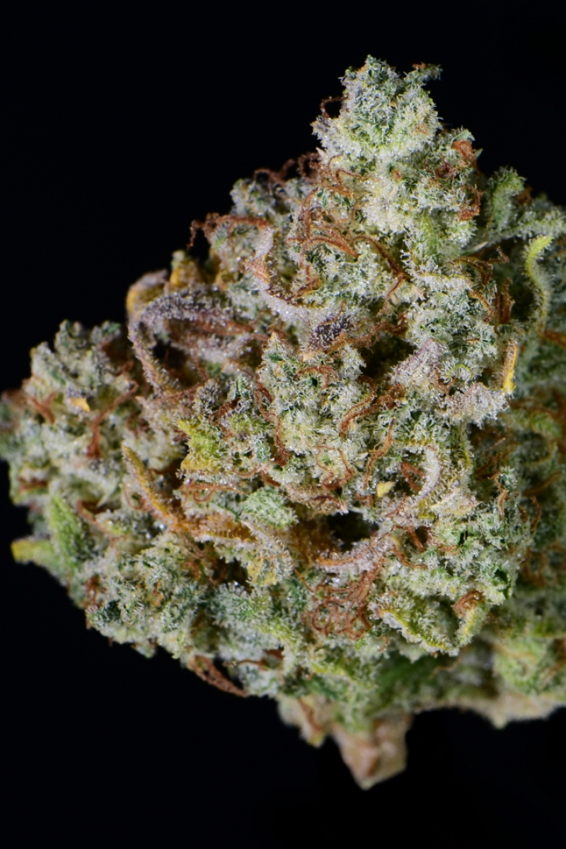 Photo of Gelato Auto