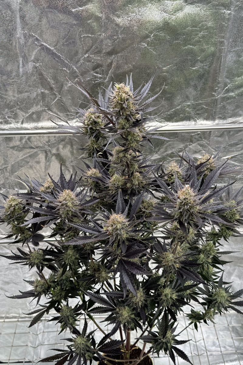 Photo of Guava Auto RF3