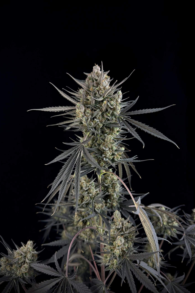 Photo of Pound Cake Auto
