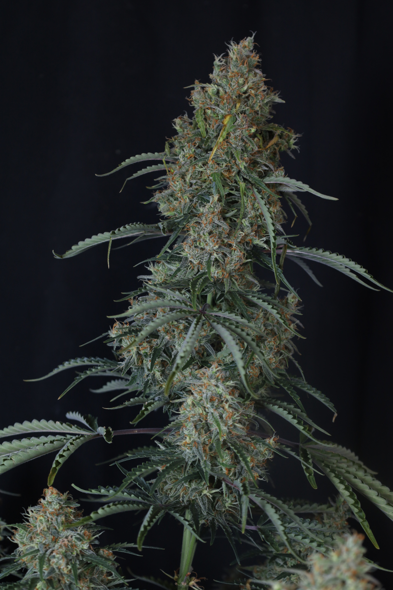 Photo of Gorilla Z Auto