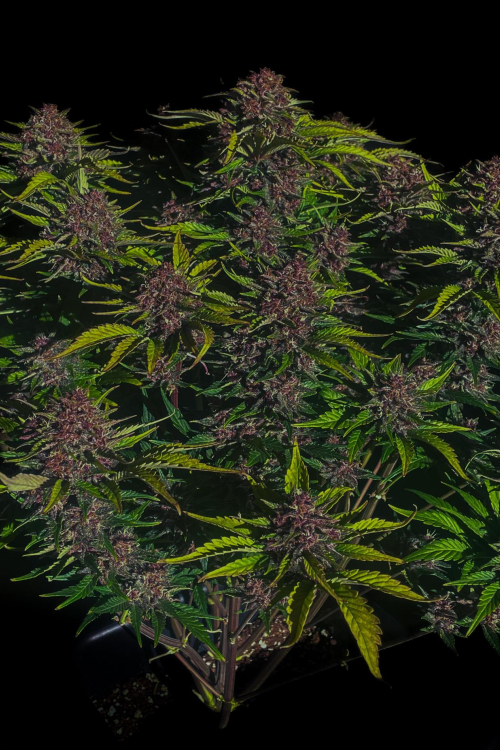 Purple Haze Auto