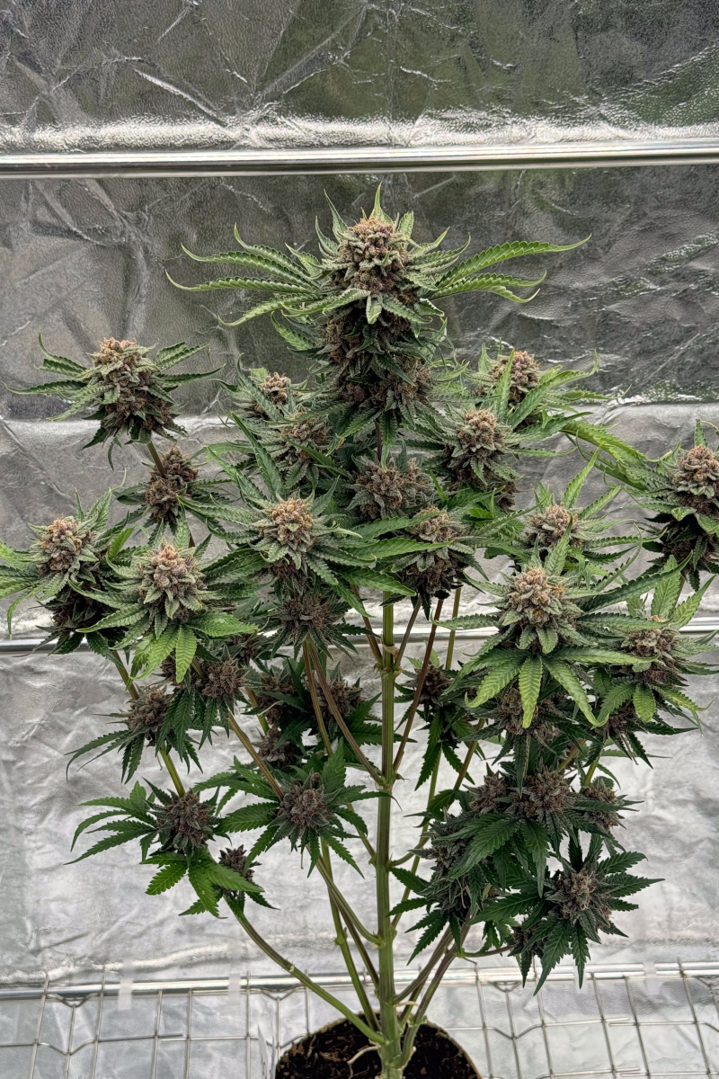 Photo of Cherry Cola Auto RF3