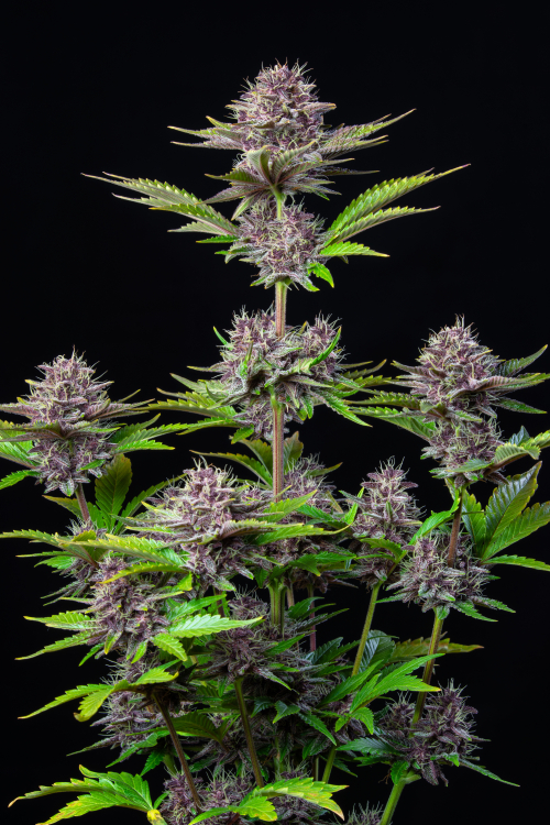 Purple Punch Auto