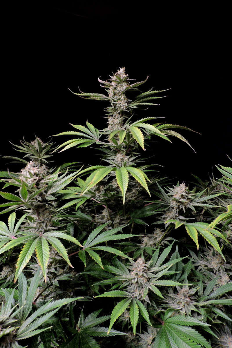 Photo of Cherry Cola Auto