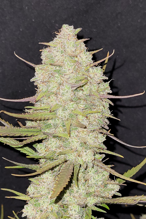 Tropicana Cookies Auto