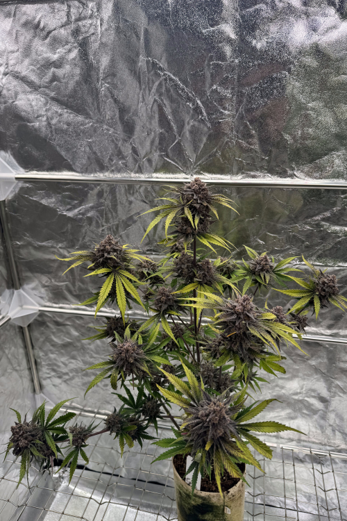 Cherry Cola Auto RF3
