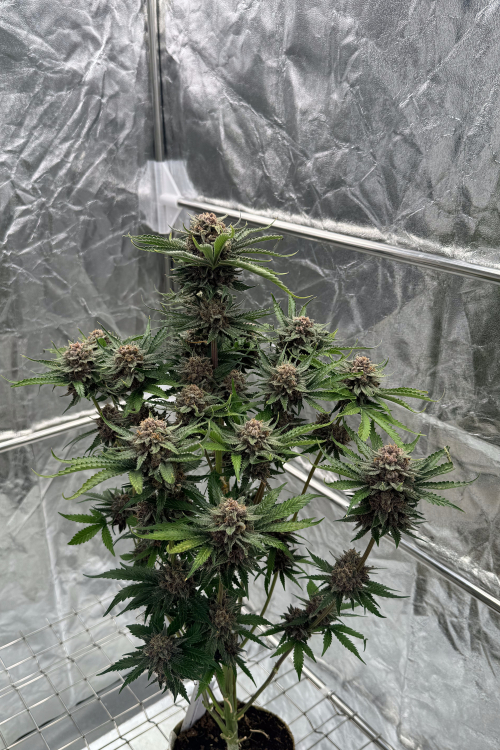 Cherry Cola Auto RF3
