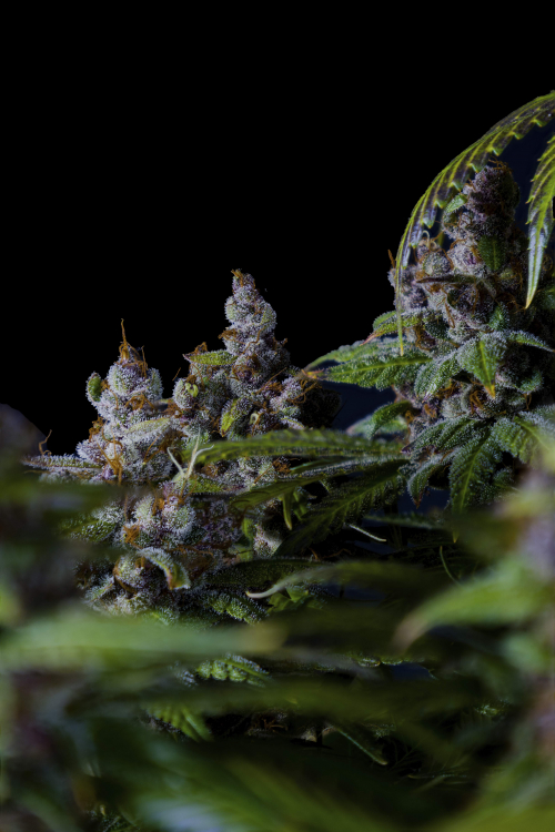 Purple Lemonade FF