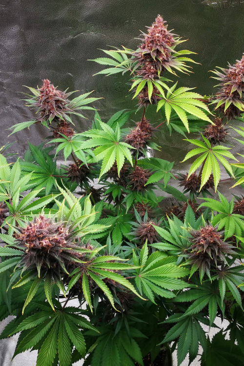 Purple Lemonade FF