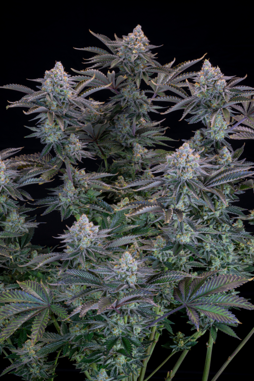 Gorilla Cookies FF