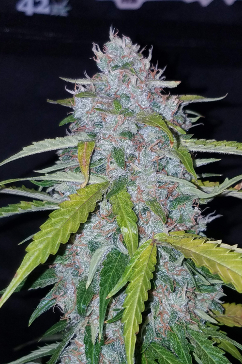 Six Shooter Auto