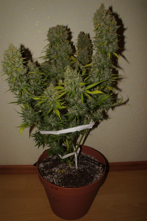 Grapefruit Auto