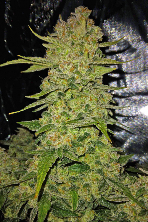 Papaya Cookies Auto