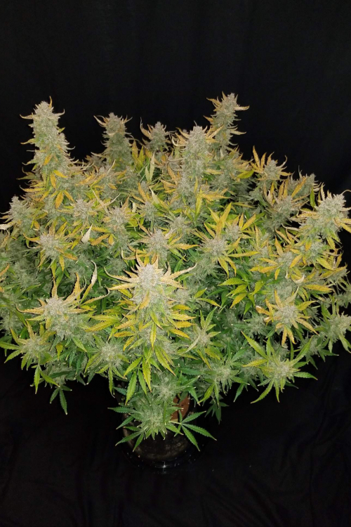Rhino Ryder Auto