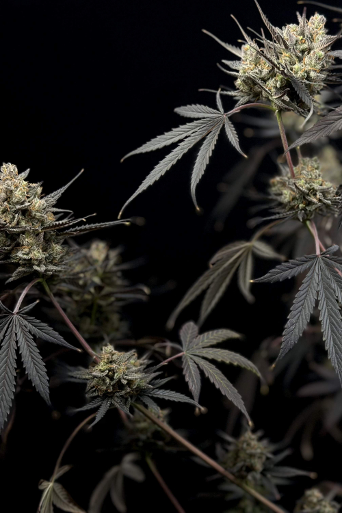 Pound Cake Auto
