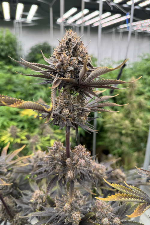 Banana Purple Punch Auto RF3