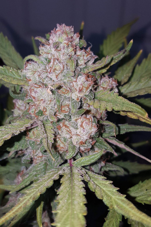 Stardawg Auto