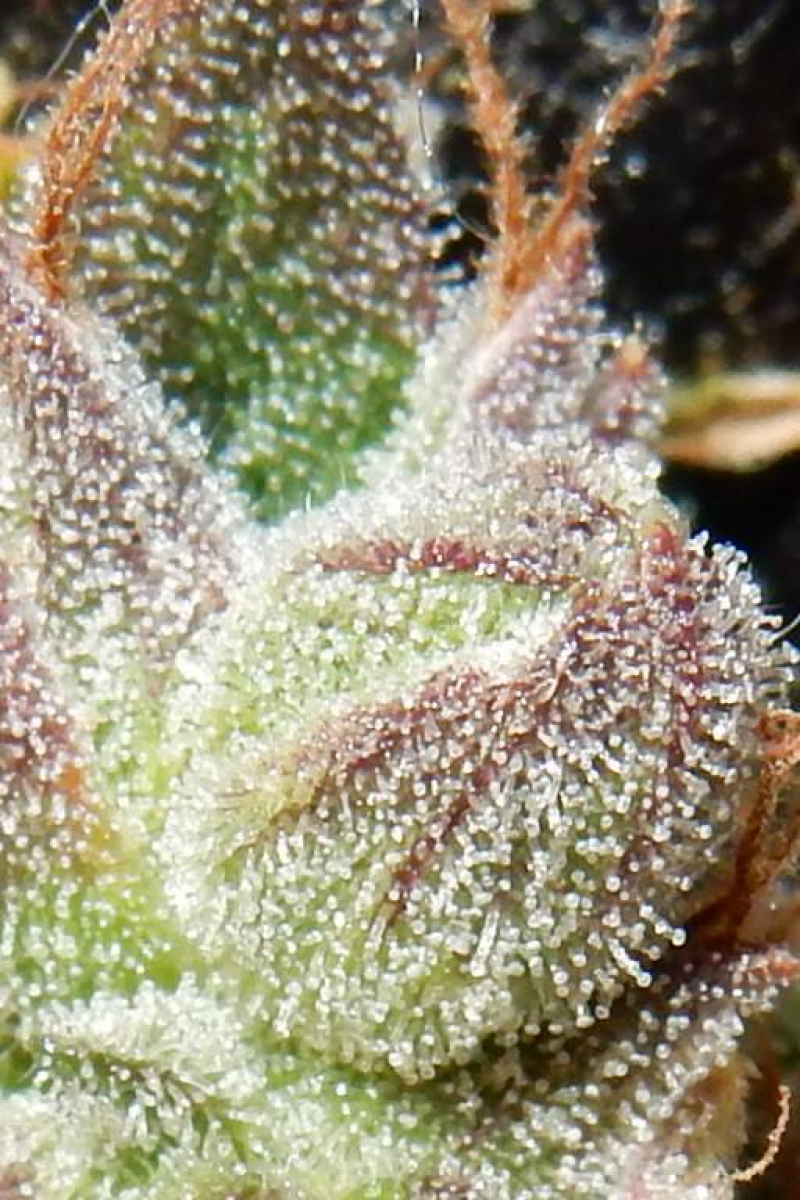 Photo of CBD Auto 11 CBD Crack