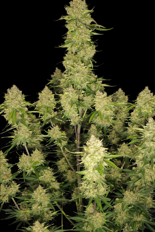 Guava Auto