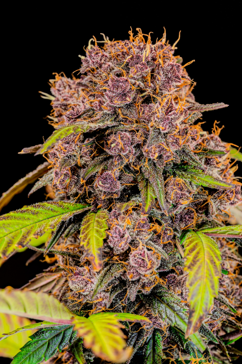 Lemon Cherry Cookies Auto