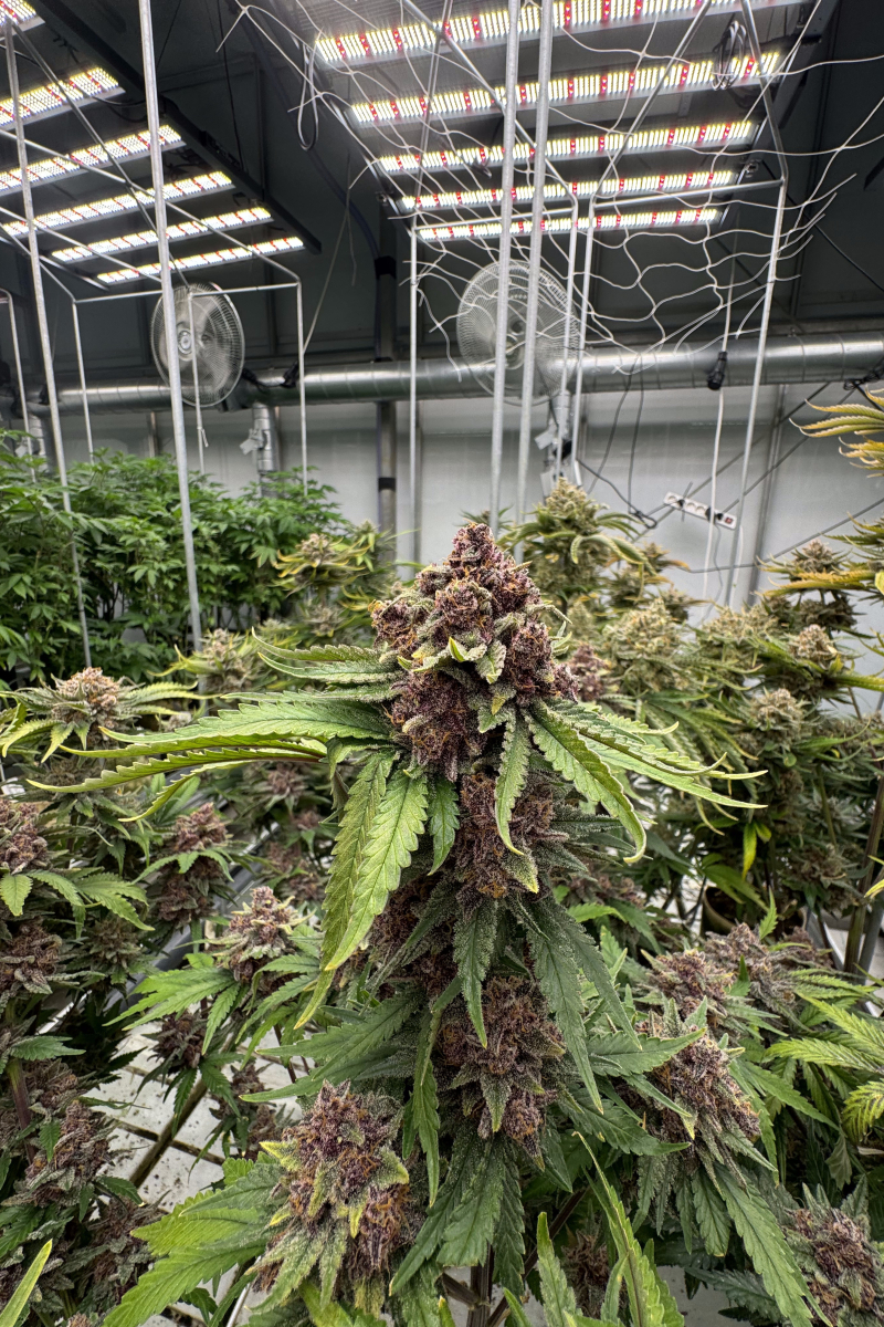Photo of Cherry Cola Auto RF3