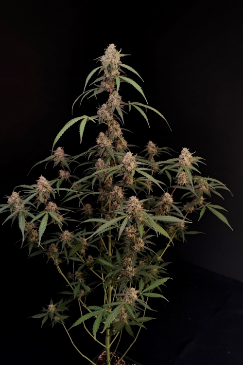 AK Auto