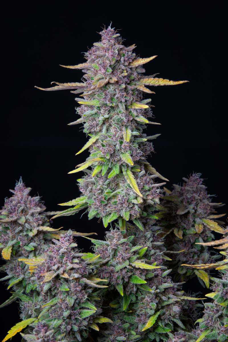 Photo of Purple Punch Auto