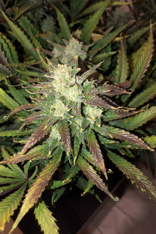 Gorilla Auto