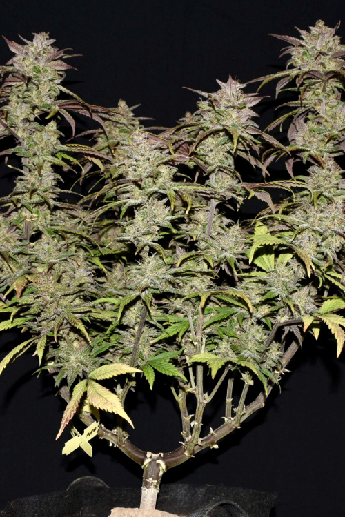 Smoothie Auto