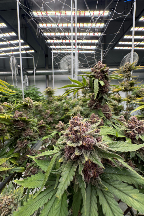 Cherry Cola Auto RF3