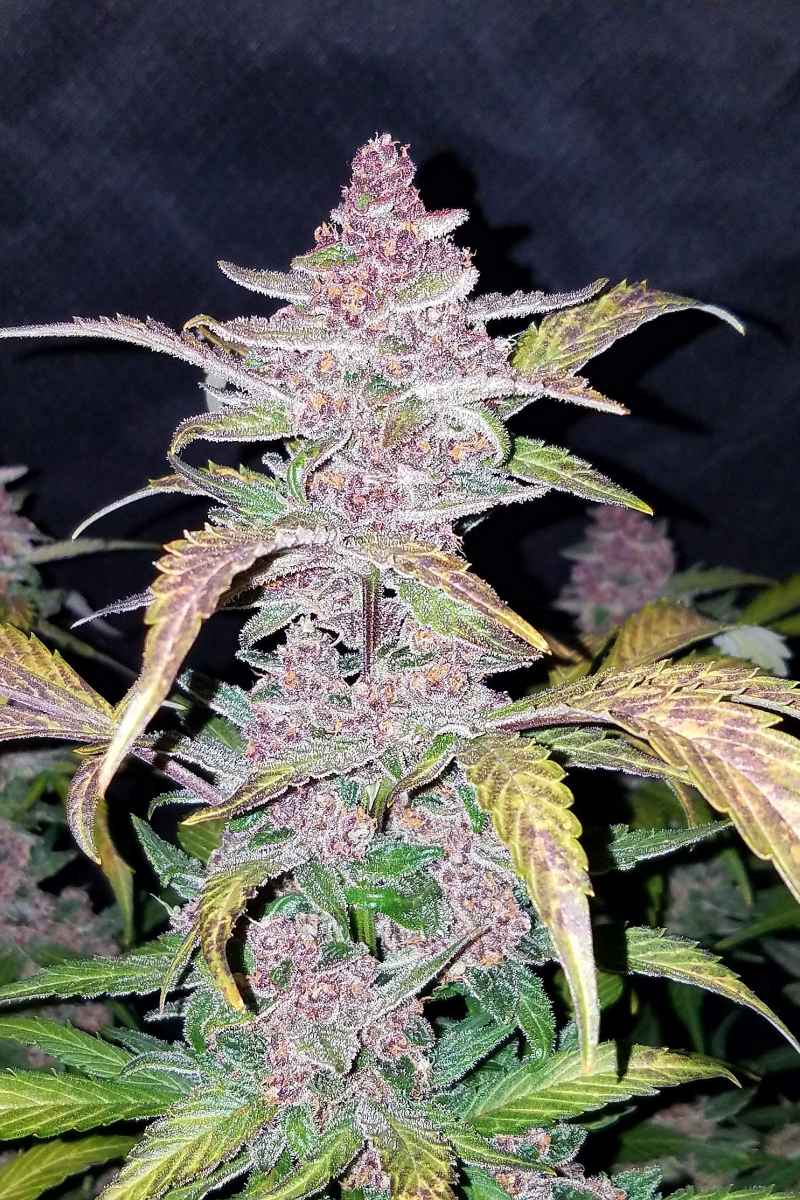 Photo of Blackberry Auto