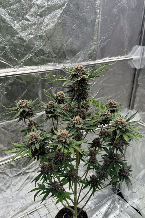 Cherry Cola Auto RF3