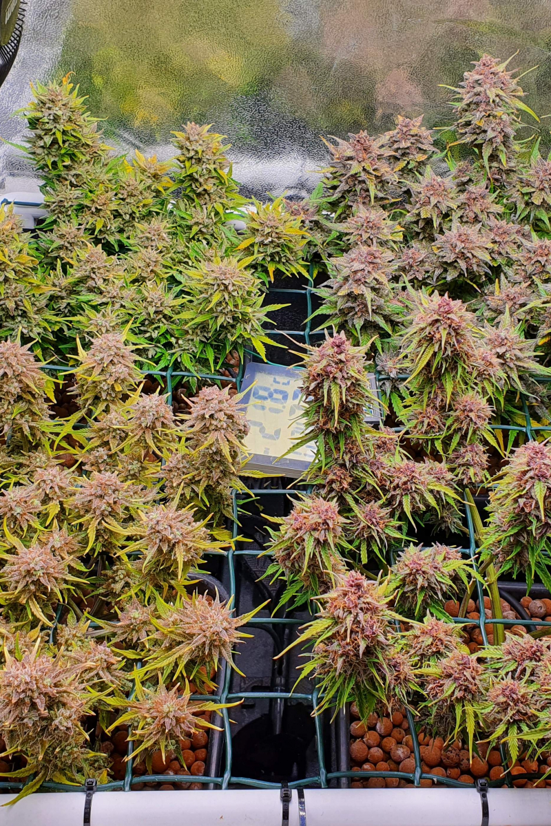 Photo of Mix Pack Auto