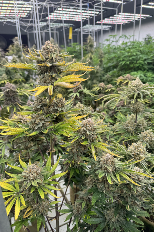 Cherry Cola Auto RF3