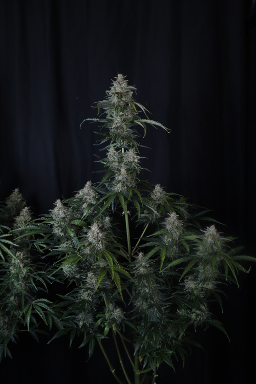 Gorilla Z Auto