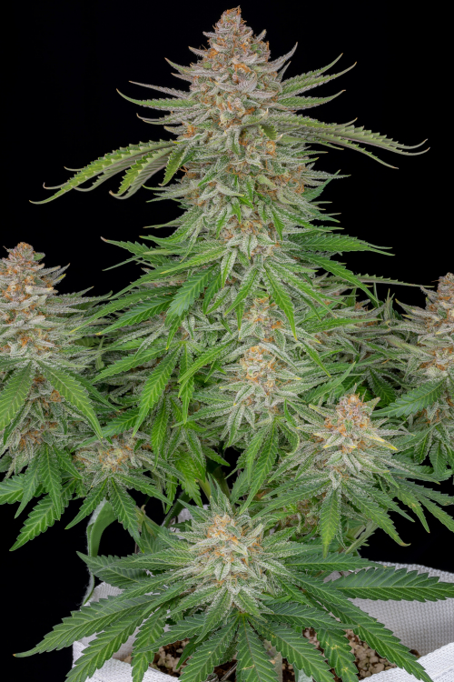 Strawberry Pie Auto