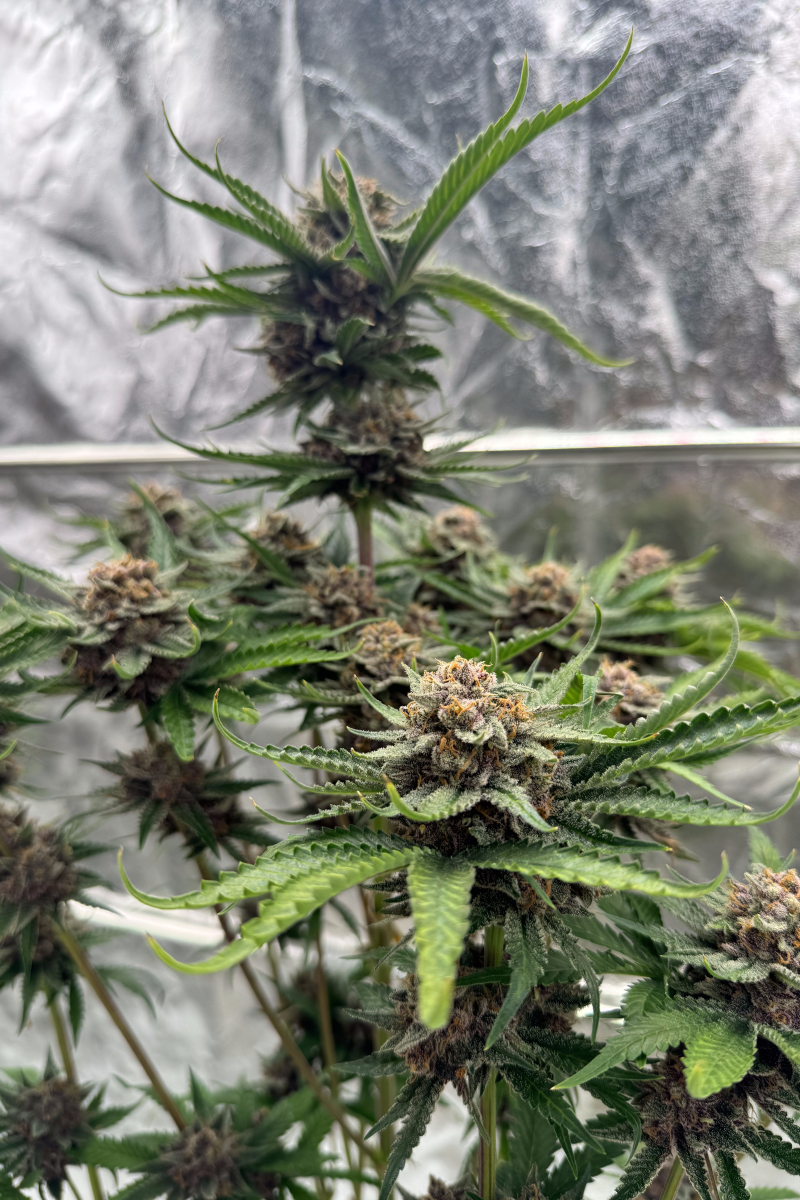 Photo of Cherry Cola Auto RF3