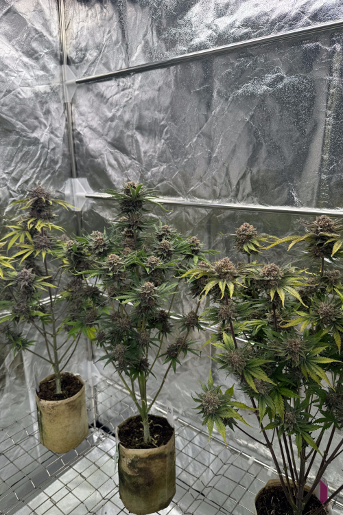 Cherry Cola Auto RF3