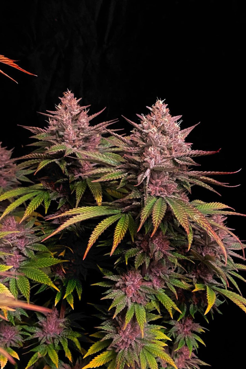 Photo of Purple Lemonade FF