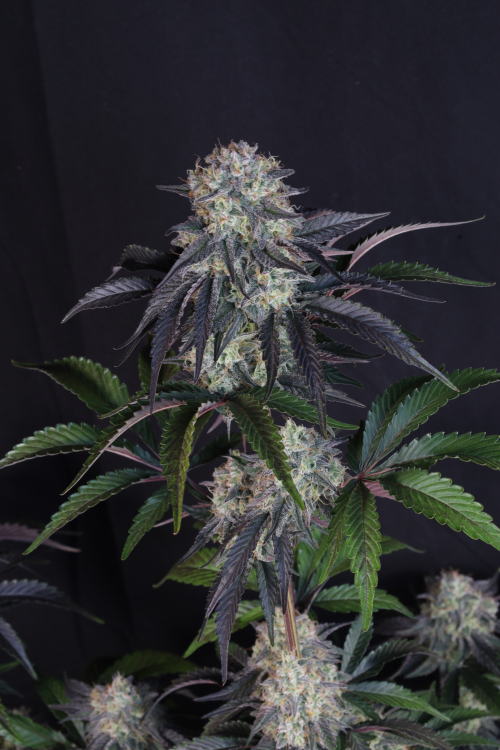 Sundae Frost Auto