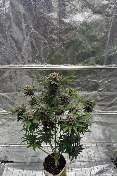 Cherry Cola Auto RF3