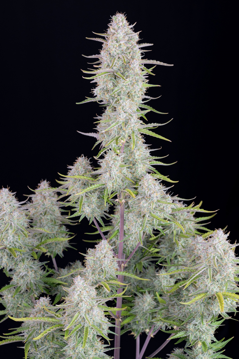 Photo of Wedding Cheesecake Auto