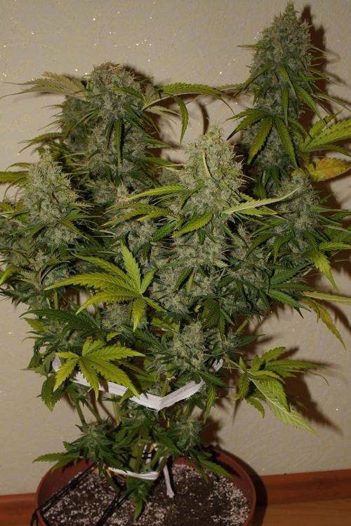 Grapefruit Auto