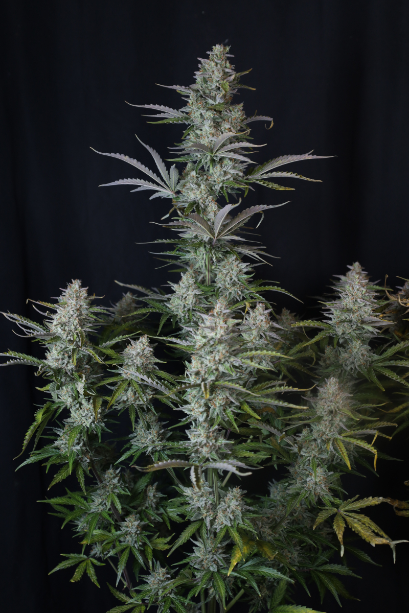 Photo of Gorilla Z Auto
