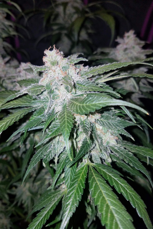Tangie Auto