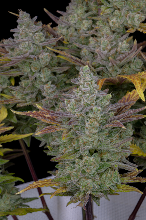 Gorilla Cookies Auto