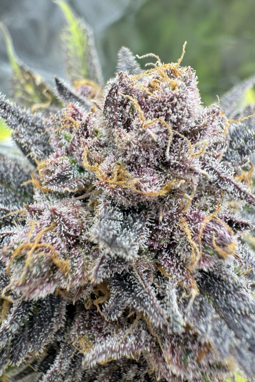 Cherry Cola Auto RF3